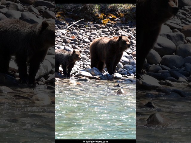 Grizzly Mum and Cubs Take a Dip in the River Out of Hibernation