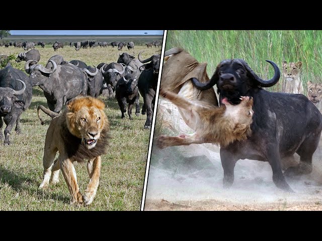 6 Animals That Lions are Afraid Of