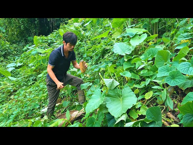 Harvest peppers and melons, pick the last cucumbers in the garden - Cook delicious food | Ep.453