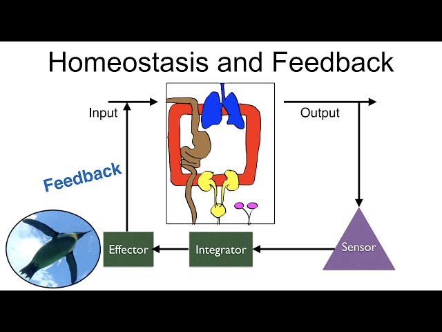 Homeostasis and Feedback
