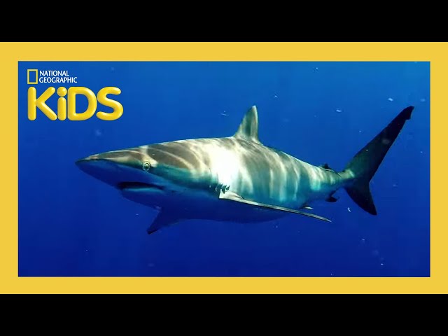 Sharks! 🦈 | Weird But True! | S1 E5 | Full Episode | @natgeokids