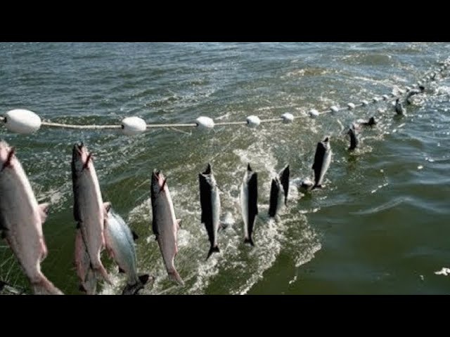 Everyone should watch this Fishermen's video - Amazing Automatic Net Fishing Line Catching Big Fish