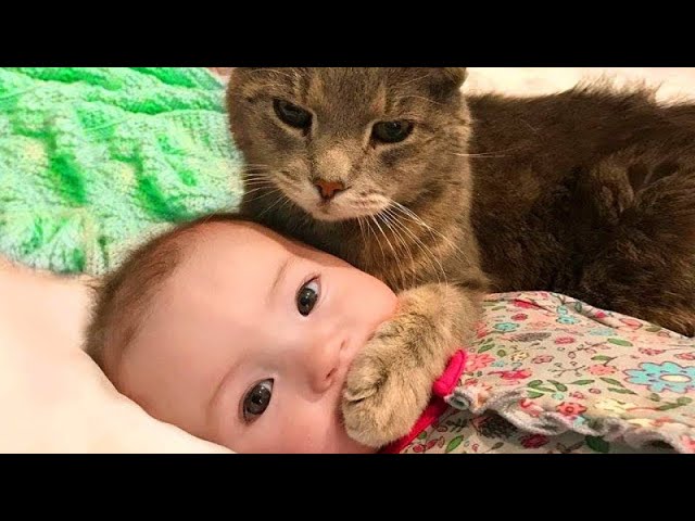 Cat Fails – Funny Cat Videos – Baby and Cats Funny Videos