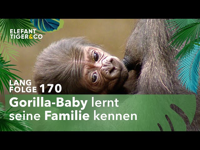 Das Gorilla-Baby ist da! (Langfolge 170) | Elefant, Tiger & Co. | ARD