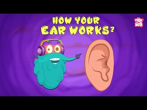 How Your Ear Works? - The Dr. Binocs Show | Best Learning Videos For Kids | Peekaboo Kidz