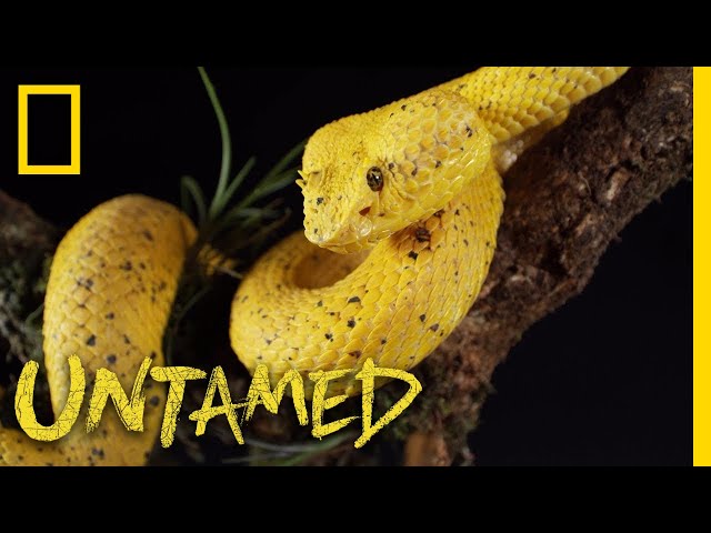 Yellow Eyelash Viper | Untamed