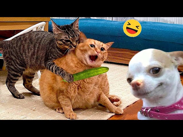 Funny Dogs And Cats Videos 2024 😅 - Best Funniest Animal Videos Of The week #6