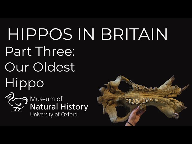 Hippos in Britain -- Part 3 Our Oldest Hippo