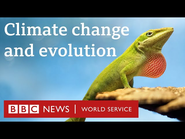 Can animals evolve to deal with climate change? - The Climate Question, BBC World Service