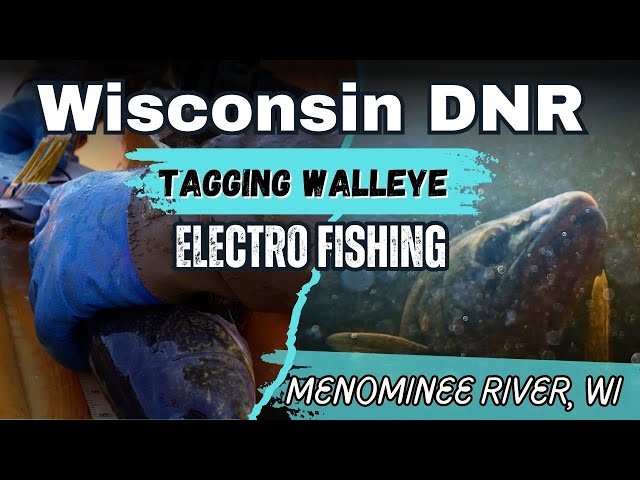 ELECTROFISHING Hundreds of WALLEYE With the DNR (Shocking Results!)