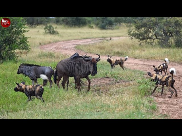 Wildebeest Trapped Among a Herd of Wild Dogs - What Happen Next in Nature?