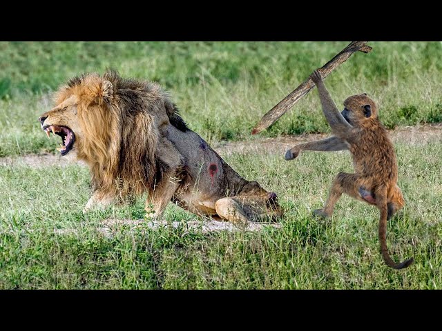 Terrible Fight Between Lion and Baboon! Lions And Baboons Kidnap Each Other's Cubs For Revenge