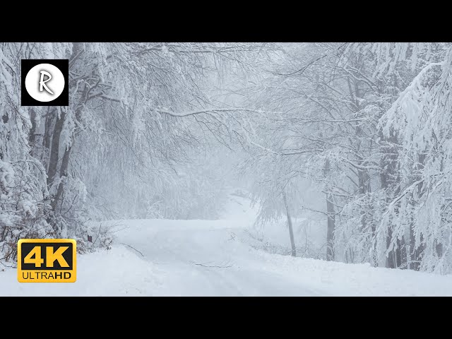 Blizzard Sounds in a Forest, Snowstorm w/ Crackling Woods | Relaxing Sounds for Sleep, Insomnia 4K