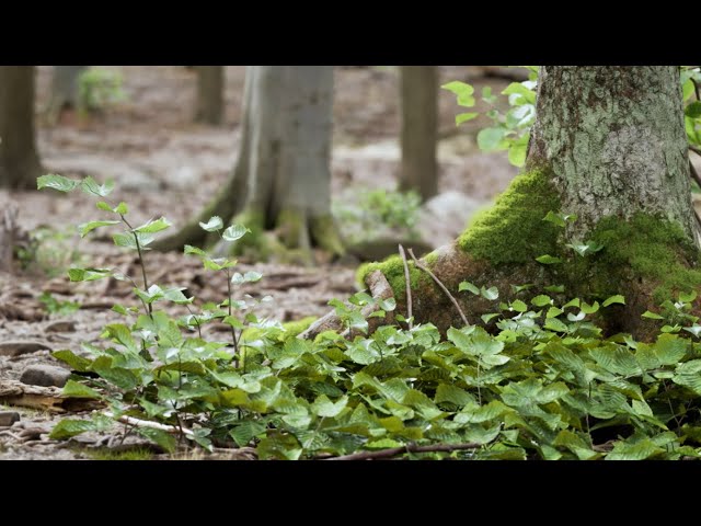 Can You Believe It's Not Real??? Stunning Unreal Engine 5 Forest Showcase!