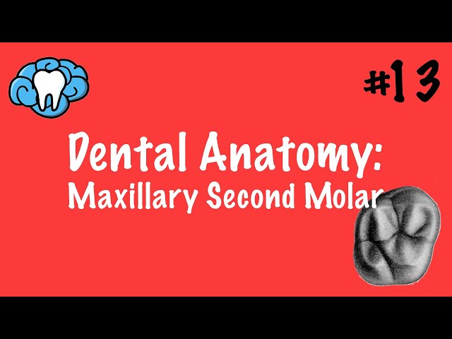 Dental Anatomy | Maxillary Second Molar | INBDE