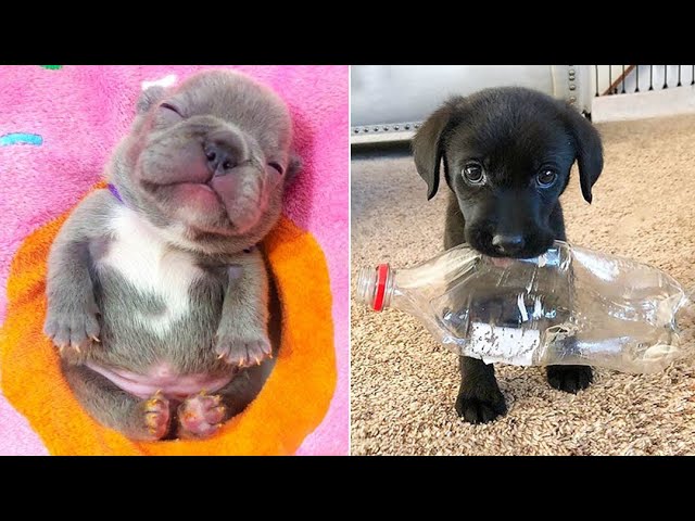 Baby Dogs 🔴 Cute and Funny Dog Videos Compilation #17 | 30 Minutes of Funny Puppy Videos 2023
