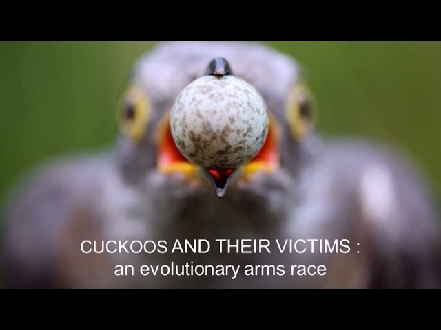Cuckoos and their victims: An evolutionary arms race