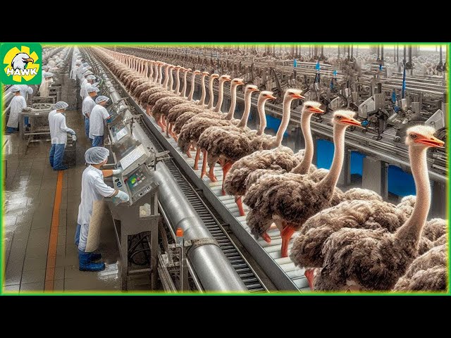 How The Chinese Make $10 Million a Year from Ostrich Farming | Processing Factory