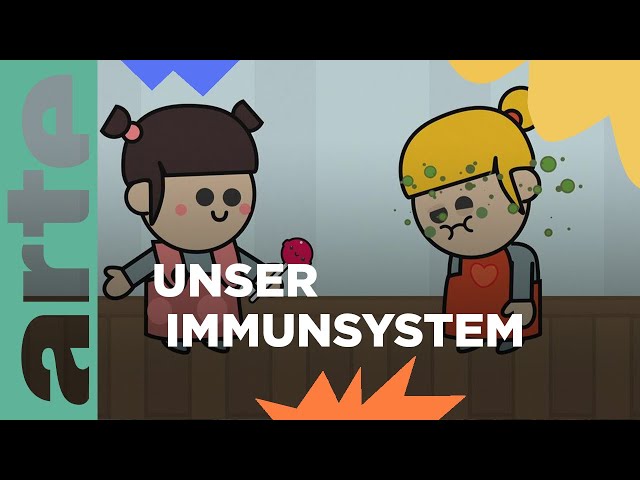 Wie funktioniert unser Immunsystem? | Eure Fragen | ARTE Family
