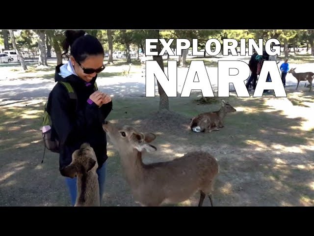 Things to Do in Nara : Day Trip Travel Guide