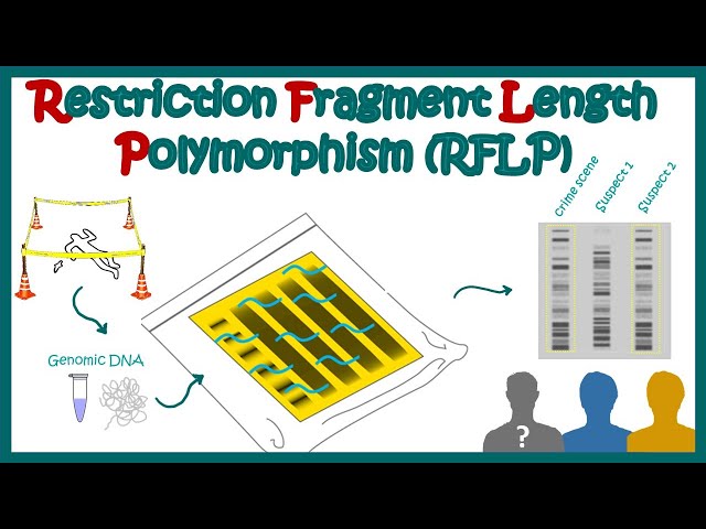 restriction fragment length polymorphism (RFLP) |Principle | applications | limitations