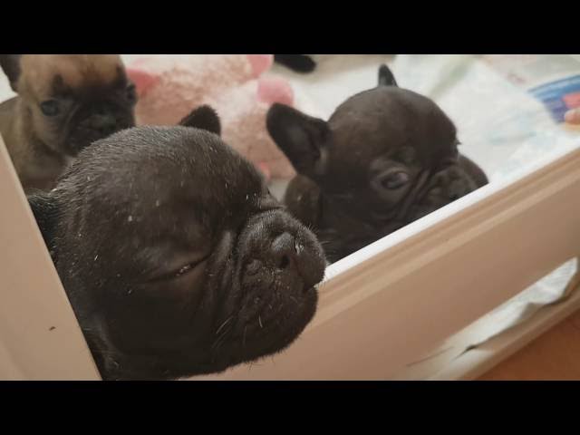 Womble viewing French bulldog puppies