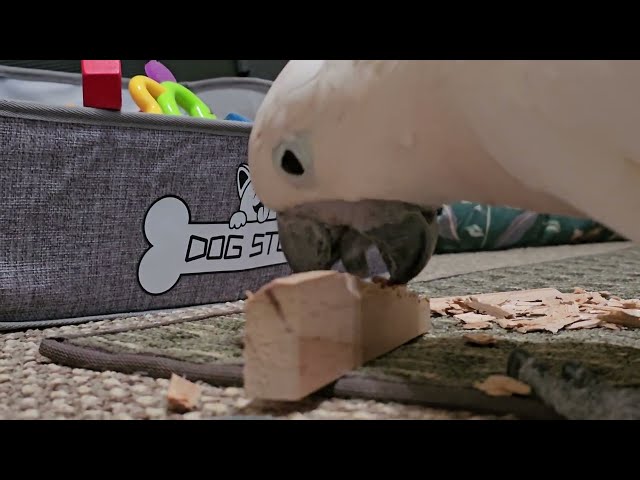How Much Wood Can A Cockatoo Chew?