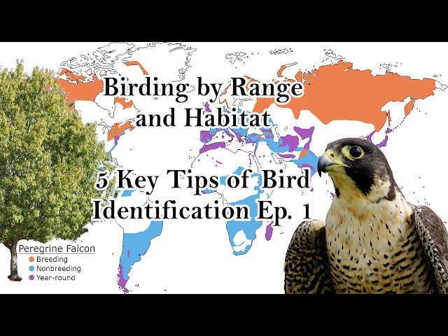 Birding by Range and Habitat | 5 Key Tips of Bird Identification Ep. 1