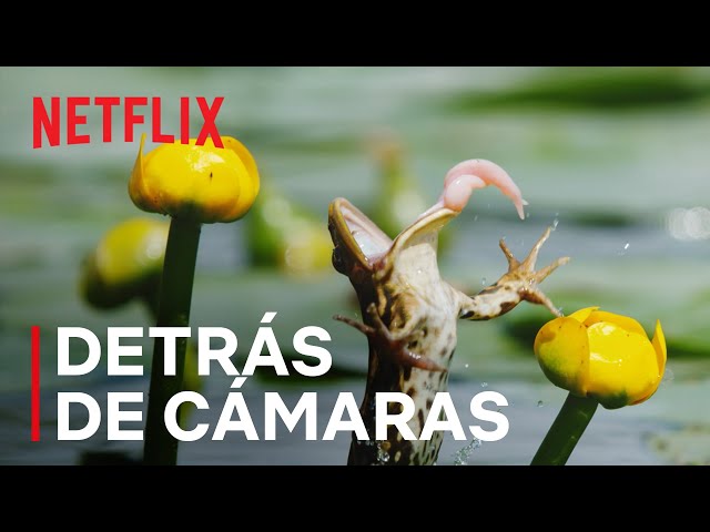 Nuestro mundo lleno de vida | Ranas atrapando libélulas | Detrás de cámaras | Netflix