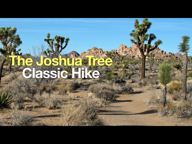 Boy Scout Trail (Joshua Tree) Hike
