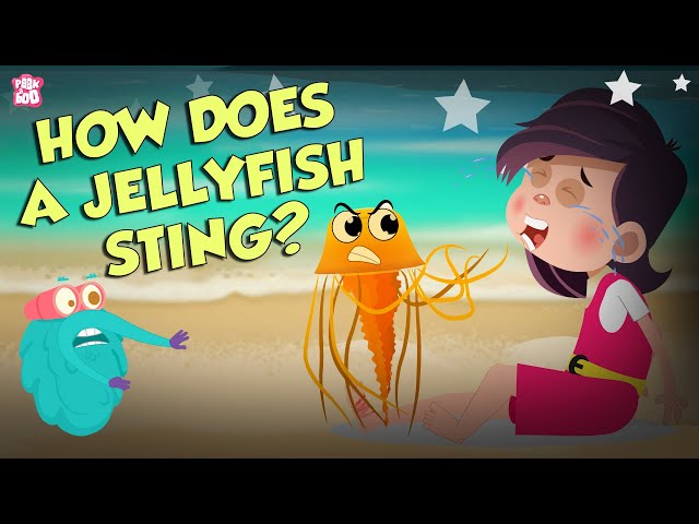 How Does A Jellyfish Sting? | Everything About Jellyfish | Dr Binocs Show | Peekaboo Kidz