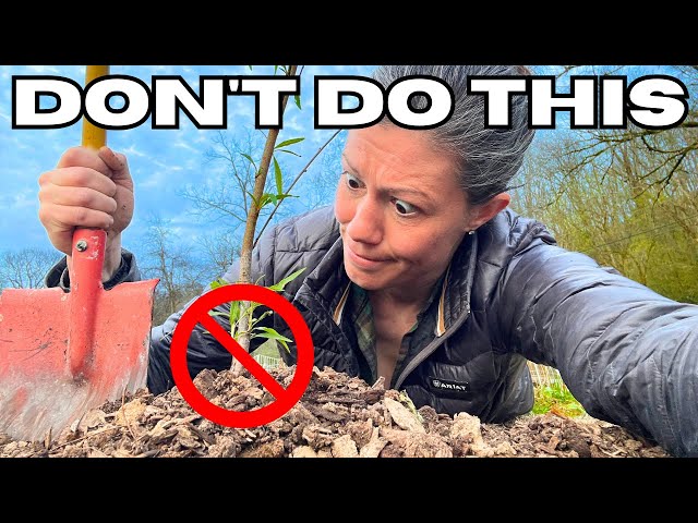 12 Planting MISTAKES Killing Your Fruit Trees