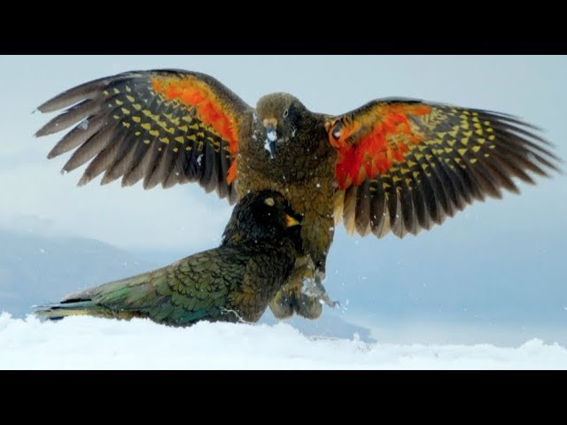 Kea Parrots Play With Snowballs & Discover One To Be Particularly Intriguing!
