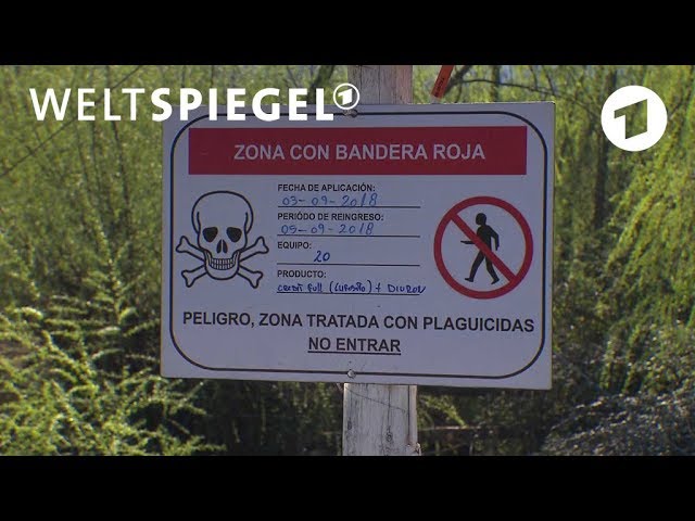 Für Nutella von Ferrero: Haselnuss-Anbau mit gefährlichen Pestiziden in Chile
