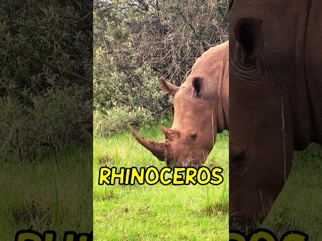 What does Rhino mean? #rhino #rhinofacts