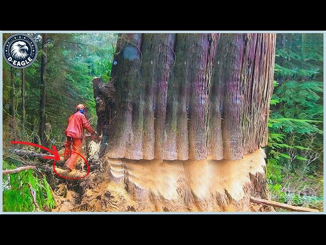100 Incredible Dangerous Fastest Big Chainsaw Cutting Tree Machines ▶4