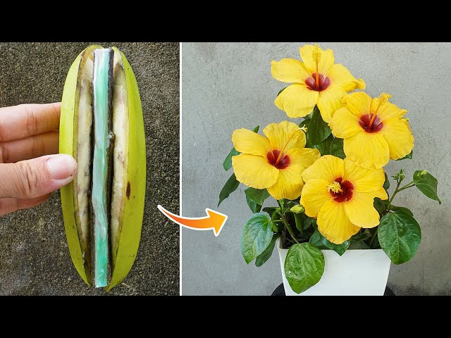 You will be surprised when you propagate hibiscus this way | growing hibiscus in a banana