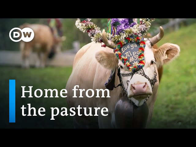 Mountain traditions: Costumed cattle parade in the Alps | DW Documentary