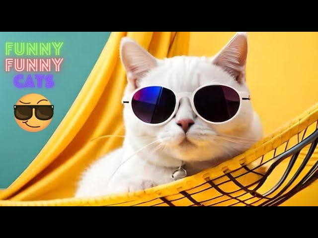 Funny Cat Videos Compilation😹Funniest Cat Videos in The World😺Funny Cat Videos Try Not To Laugh  #62