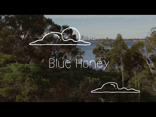 The View From Here #40: Blue Honey