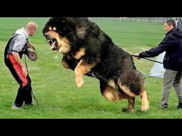 10 Most Powerful Dogs in the World
