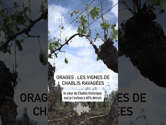 Orages : les vignes de Chablis ravagées