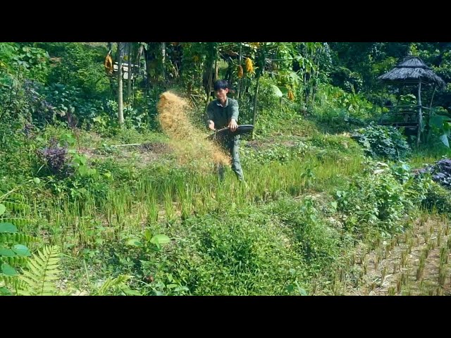Rice storage, Organic fertilizer application, Welcome new friends to build a life with me - Day 51