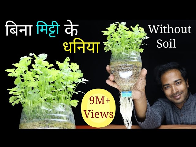 How to grow coriander at home without soil | Grow coriander or Dhaniya in Pot