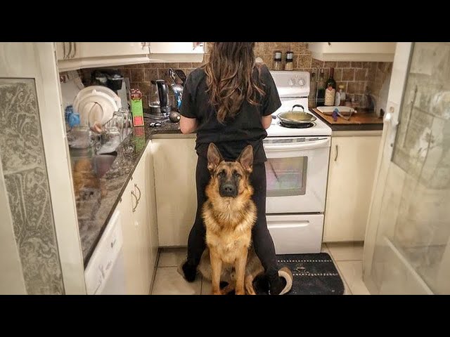 When Your Dog Becomes a Trusted Bodyguard -  Cute Moments Dog and Human