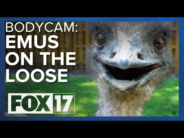 BODYCAM: Police help capture loose emus