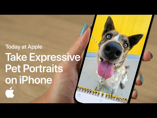 Take Expressive Pet Portraits on iPhone with Sophie Gamand | Apple