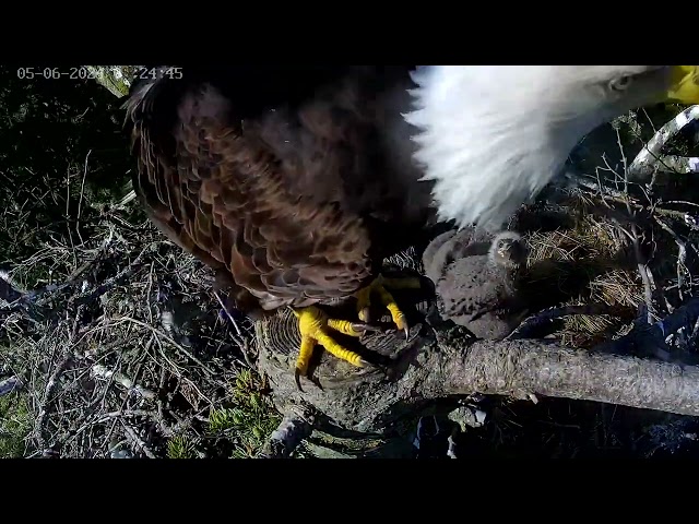 Eagles and eaglets. May 7, 2024
