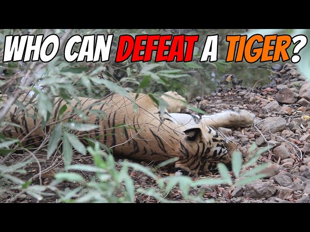 9 Animals That Can Defeat a Tiger