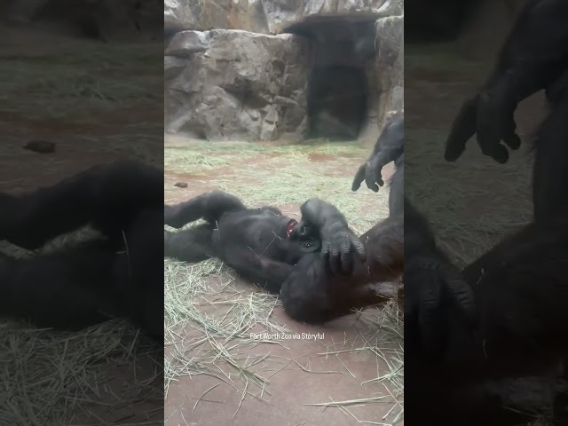 'Play time!': Baby gorilla gets tickled by mom at Fort Worth Zoo